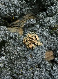 Close-up of plant