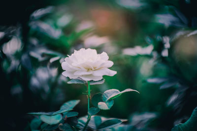 Close-up of white flowering plant