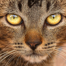 Close-up portrait of a cat