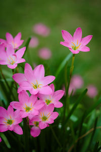 Close-up of pink flowering plant