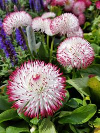 Close-up of pink flowers blooming outdoors