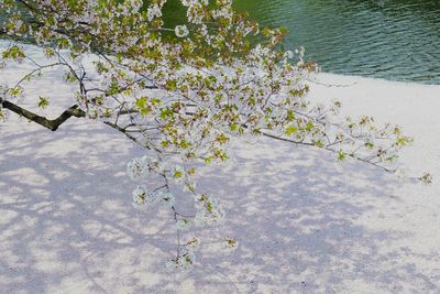 Close-up of tree branch over lake