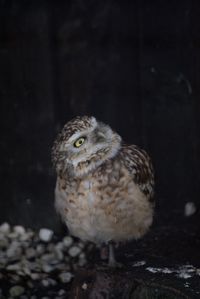 Close-up of owl