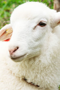 Close-up portrait of sheep