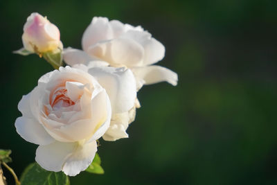 Close-up of blooming white roses by natural light