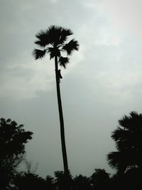 Low angle view of palm trees against sky