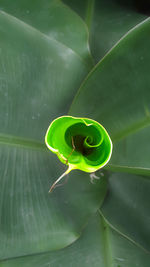 Close-up of green leaf