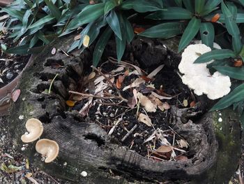High angle view of mushrooms growing on field