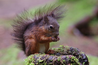 Close-up of squirrel on rock