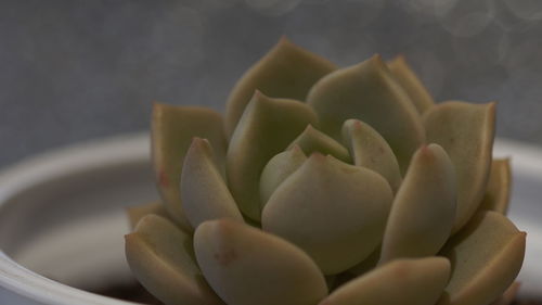 Close-up of succulent plant in bowl