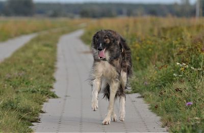 View of dog walking on road