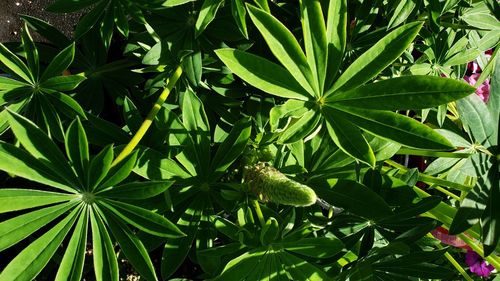 High angle view of insect on plant