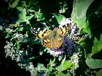 Close-up of butterfly on leaf