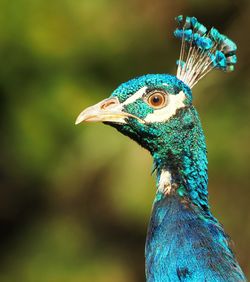 Close-up of peacock