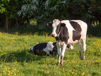 Cow standing in a field