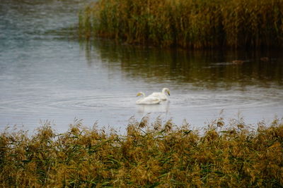 Ducks in a lake