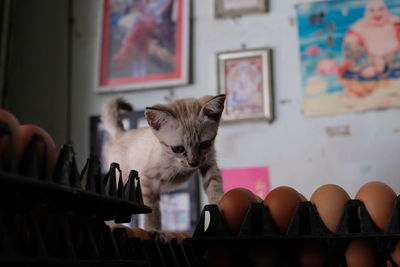 Cat on table at home