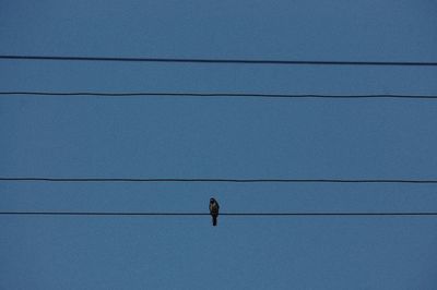 Low angle view of bird perching on cable against clear blue sky