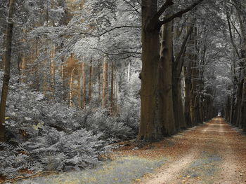 View of trees in forest