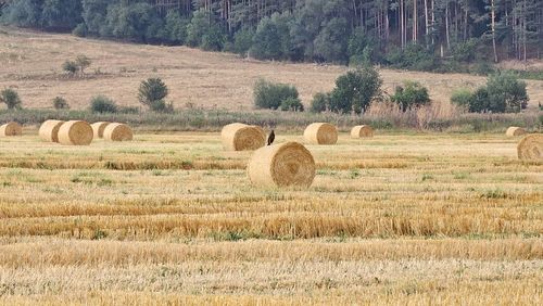 Hay bales on field