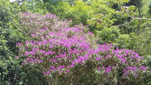 Close-up of pink flowers in park