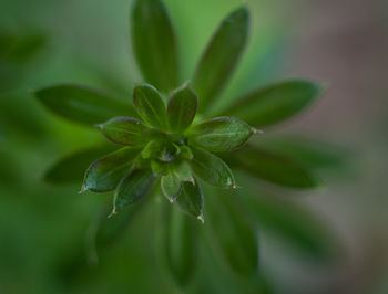 Close-up of green plant