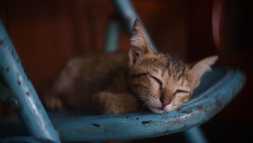 Close-up of a cat sleeping