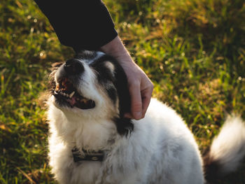 Close-up of dog on grassy field