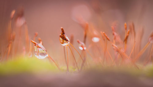 Close-up of water drops on flowers