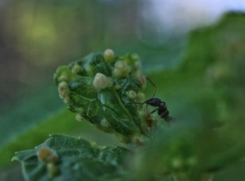 Close-up of ant on leaf