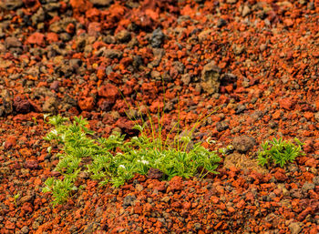 High angle view of plants on field