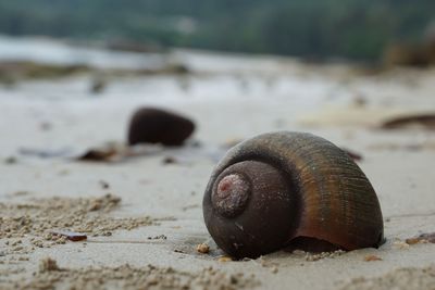 Close-up of snail on sand