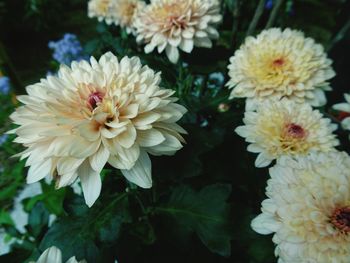 Close-up of flowers blooming outdoors