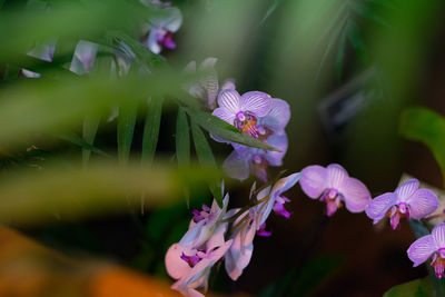 Close-up of purple flowers blooming outdoors