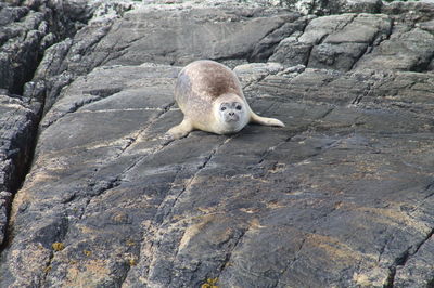 Portrait of sheep on rock