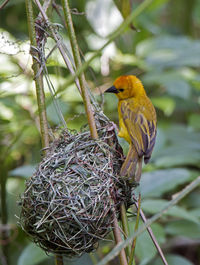 Close-up of bird perching on tree