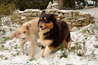 View of dogs on snow field