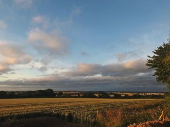 Scenic view of agricultural field against sky