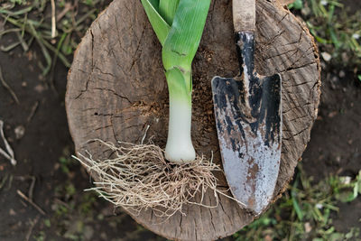 Leeks and garden shovel in hands on garden background