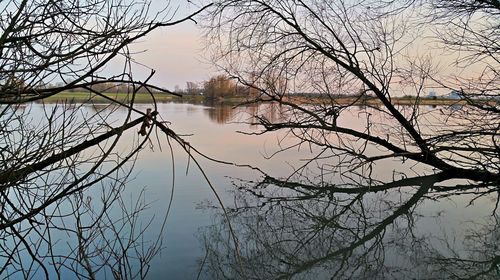 Bare trees in calm lake