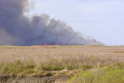 Flames in a wildfire in the bayou in the sabine national wildlife refuge in louisiana