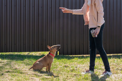 Teen age girl training her miniature bull terrier dog outdoors. puppy during obedience training out