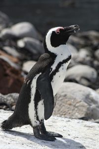 Close-up of penguin on rock