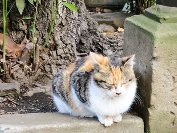 Cat looking away