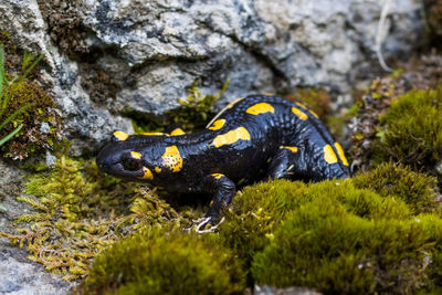 Close-up of salamander after the rain 