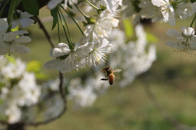 Close-up of bee pollinating on fresh white flower