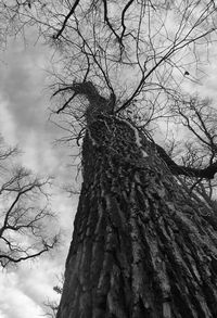 Low angle view of bare trees against sky