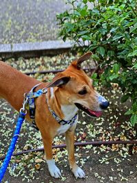 Close-up of dog