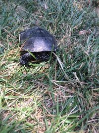 High angle view of fresh green grass in field