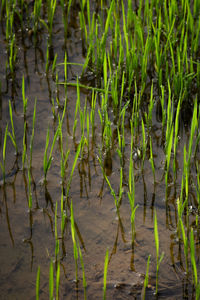 Reflection of plants in water